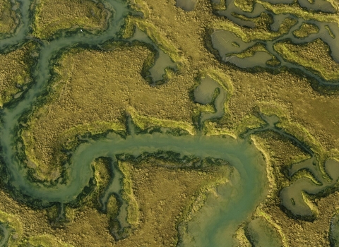 saltmarsh