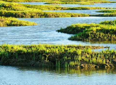 Saltmarsh