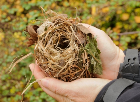 Dormouse nest found during survey