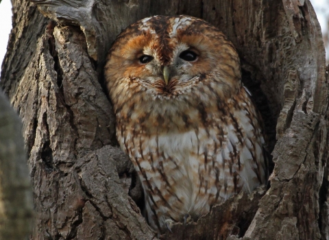 tawny owl in tree