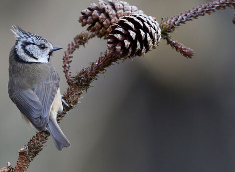 Crested tit with pine cones