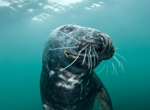 grey seal