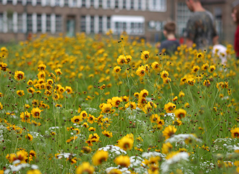 Urban wildlife flowers 