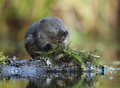 Water vole