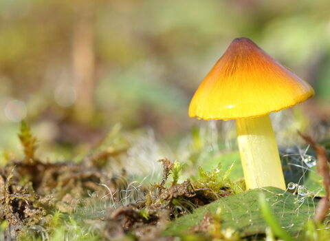 A yellow wax cap mushroom in a meadow or grassland.