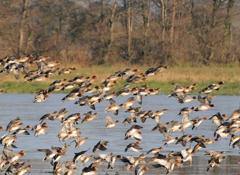 A flock of wigeon at Catcott Lows National Nature Reserve