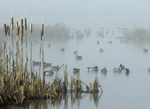 Wigeon and Teal resting on the water, near bullrushes in winter mist
