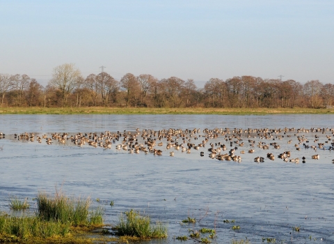 catcott nature reserve