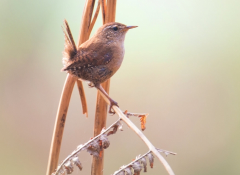 Wren