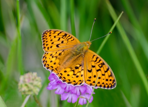 Dark Green Fritillary