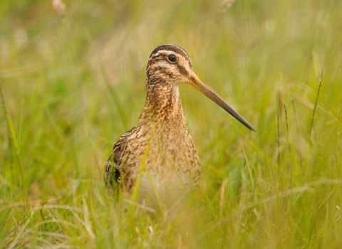 Snipe in grass