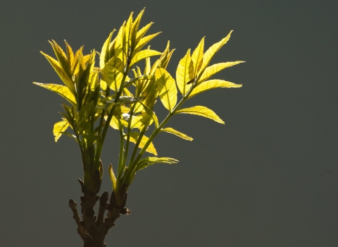 Ash leaves