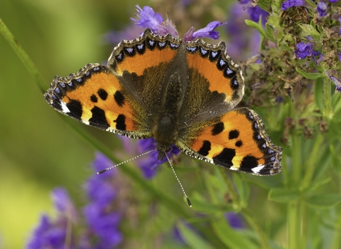 A small tortoiseshell butterfly resting with wings open on blue flowers.