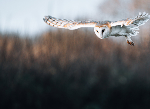 Adult barn owl with wings spread in flight