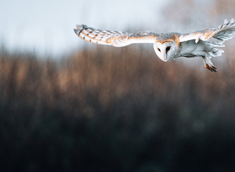 Adult barn owl with wings spread in flight