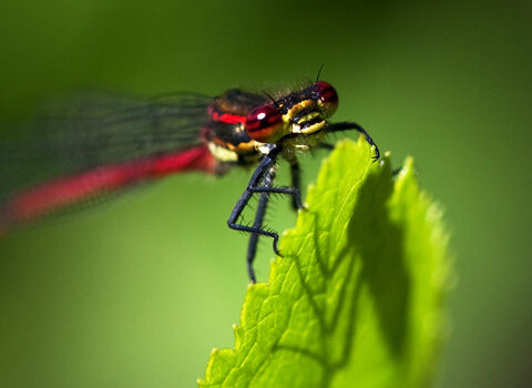 Large red damselfly