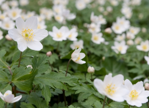 Wood anenome