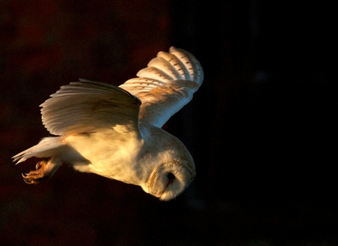 Barn owl flying at night