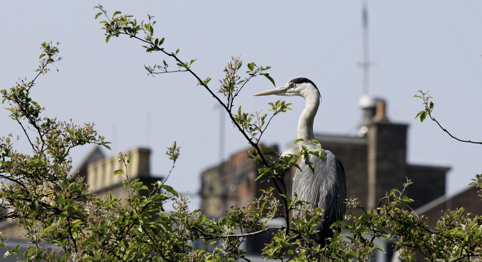 Adult grey heron perched in a tree in an urban park, 