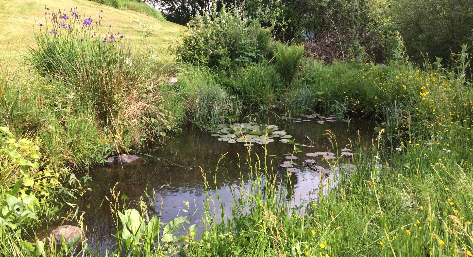 Garden pond